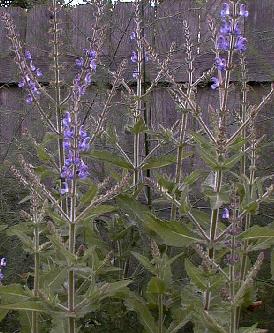 Salvia sp. ex pamirs