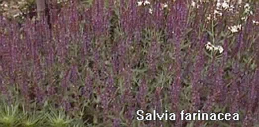 Salvia farinacea