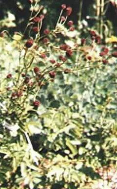 Sanguisorba officinalis