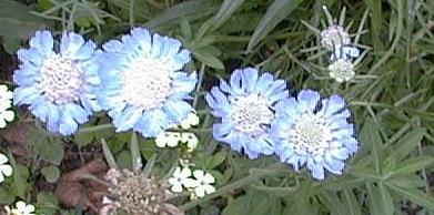 Scabiosa caucasica