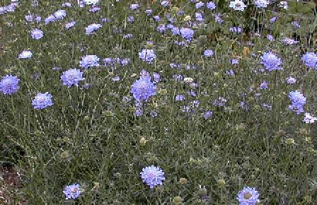 Scabiosa columbaria