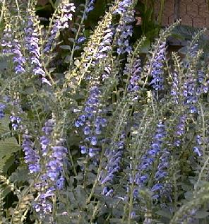 Scutellaria altissima
