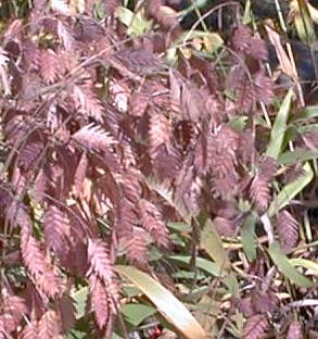 Chasmanthium latifolium