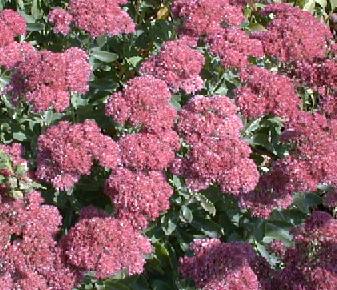 Sedum telephium 'autumn joy'