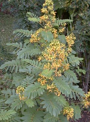 Senna hebecarpa