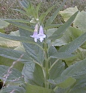 Sesamun indicum