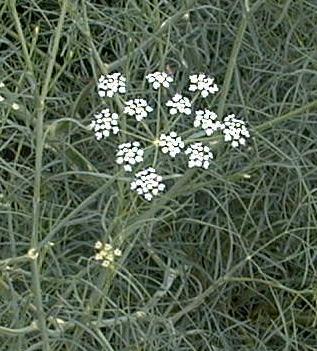 Seseli elatum ssp. osseum