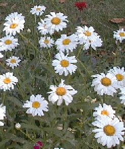 Leucanthemum x superbum