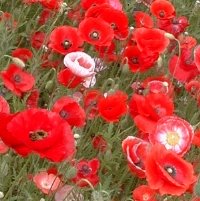 Papaver rhoeas