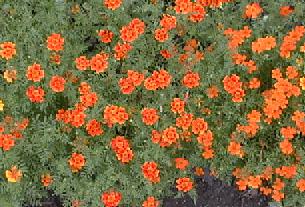 Tagetes patula