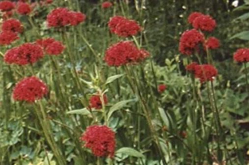 Silene asterias