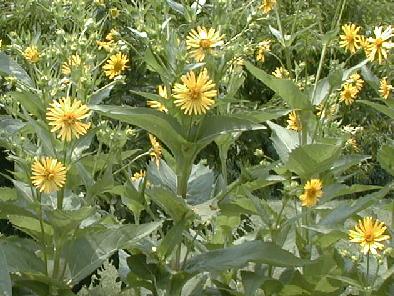 Silphium perfoliatum