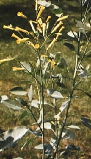 Nicotiana glauca