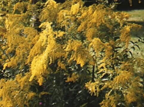 Solidago canadensis