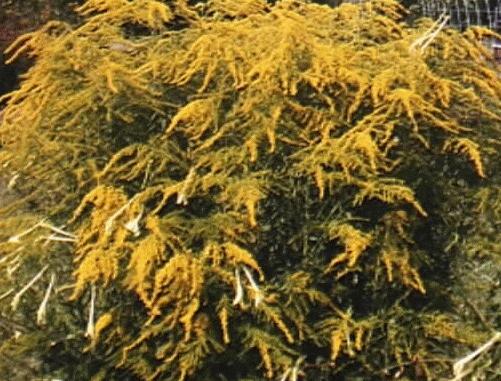 Solidago altissima