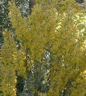 Solidago speciosa