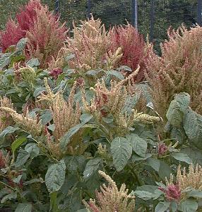 Amaranthus cruentus 'split personality'