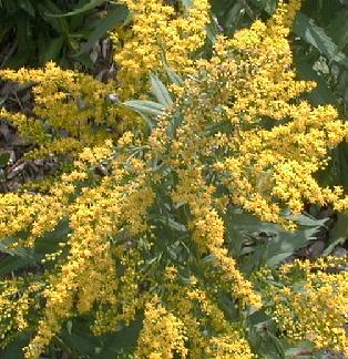 Solidago x stahlenkrone