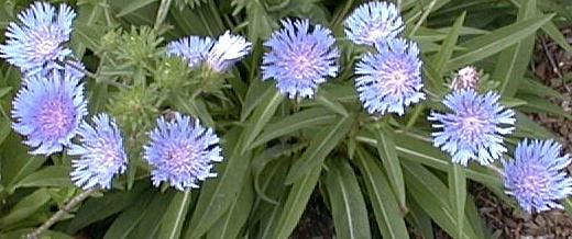 Stokesia laevis