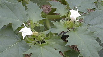 Datura stramonium