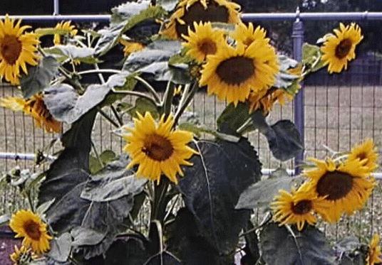 Helianthus annuus