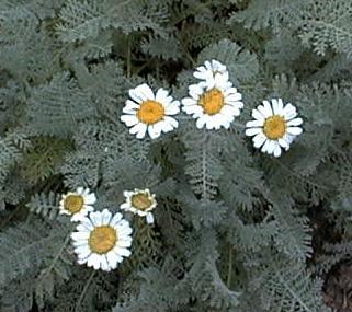 Tanacetum albipannosum