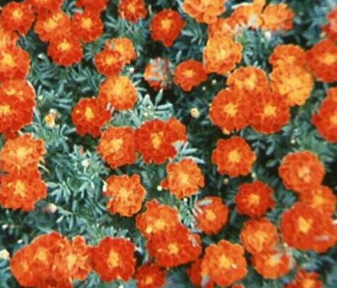 Tagetes patula
