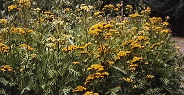 Tanacetum vulgare