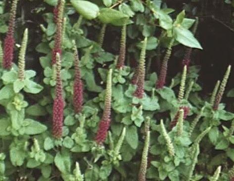 Teucrium hyrcanicum
