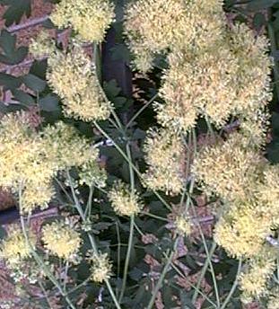 Thalictrum flavum