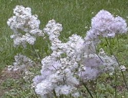 Thalictrum aquilegifolium