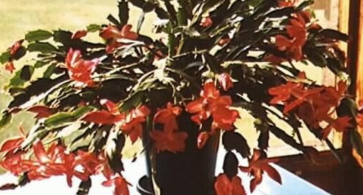 Schlumbergera truncata
