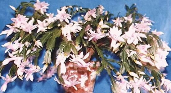 Schlumbergera truncata