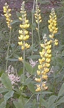 Thermopsis montana