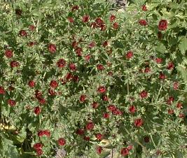 Potentilla thurberi