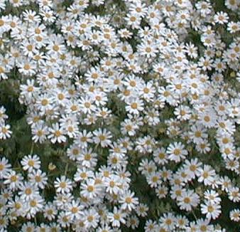 Tanacetum niveum