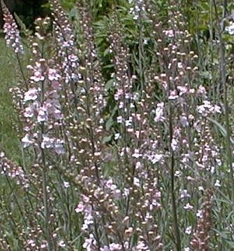 Linaria purpurea 'Canon J. Went'