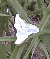 Tradescantia 'blue eyes'