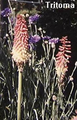 Kniphofia uvaria