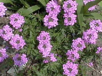 Glandularia canadensis