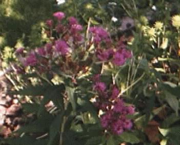 Vernonia novaborensis