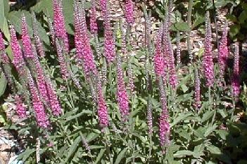 Veronica spicata