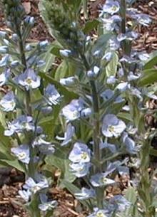 Veronica gentianoides