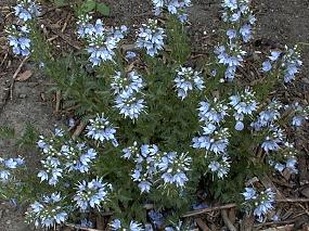 Veronica schmidtiana