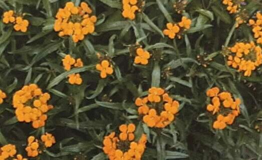 Cheiranthus allionii