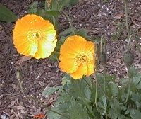 Papaver nudicaule
