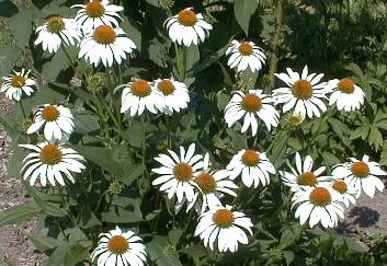 Echinacea purpurea 'white swan'
