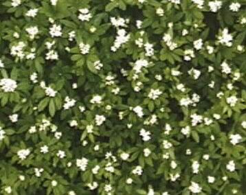 Asperula odorata
