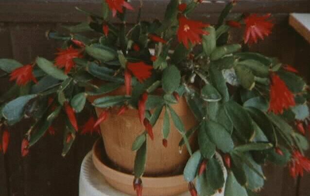 Rhipsalidopsis gaetneri