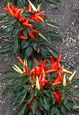 Capsicum annuum 'xmas pepper'